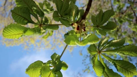 Nature of Latvia Video stock 287698450
