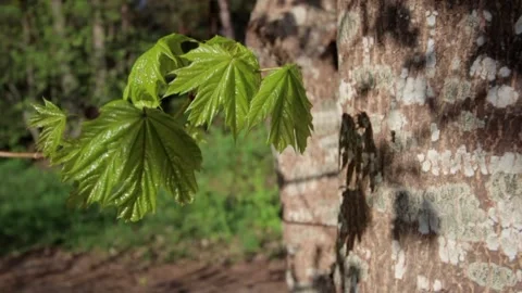 Nature of Latvia Video stock 287698457