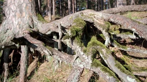 Nature of Latvia Video stock 287698466