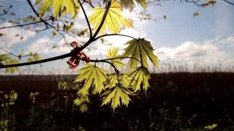 Nature of Latvia Video stock 287698467