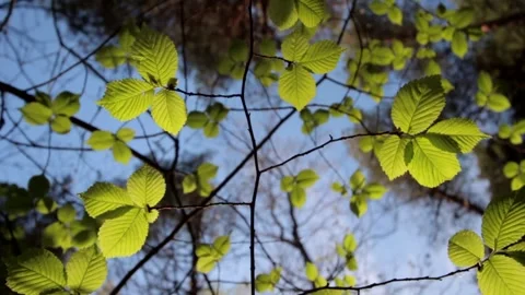 Nature of Latvia Video stock 287698517