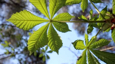 Nature of Latvia Video stock 287698521