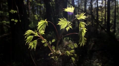 Nature of Latvia Video stock 287698551
