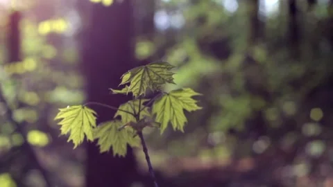 Nature of Latvia Video stock 287698563