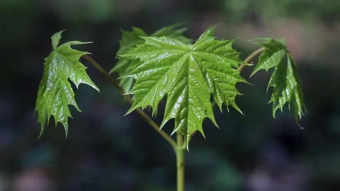 Nature of Latvia Video stock 287698583