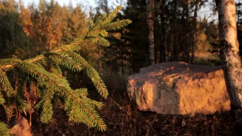 Nature of Latvia Video stock 287754603