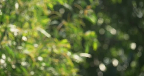 Nature leaf action against blurred bokeh background in lush environment outdoor Stock Footage 333523529