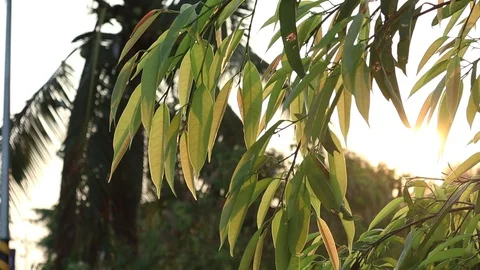 Nature leaf and tree and sunset motion footage video Stock Footage 111408013