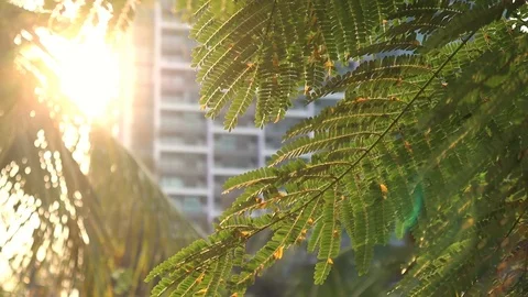 Nature leaf and tree and sunset motion footage video Stock Footage 111408019