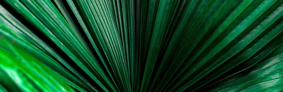Nature leaf banner Size pattern. Stock Photos
