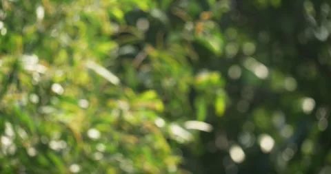 Nature leaf bokeh background blur vibrant green scene outdoor focused 動画素材 332592850