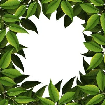 A nature leaf border Stock Illustration