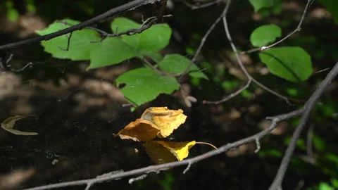 Nature - The leaf is captured by a spider web.The sun is shining Stock Footage 157974971