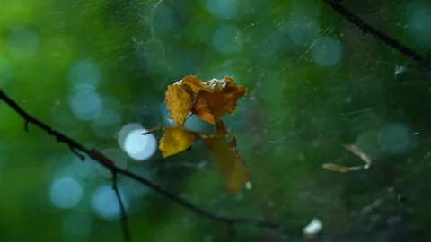 Nature - The leaf is captured by a spider web.The sun is shining Stock Footage 157974972