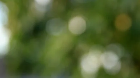 Nature Leaf Defocus Stock Footage 29330192