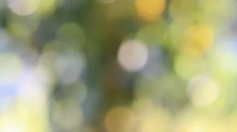 Nature Leaf Defocus Stock Footage 29331253
