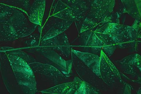 Nature leaf with dew on dark forest background. Rainforest environment. Stock Photos