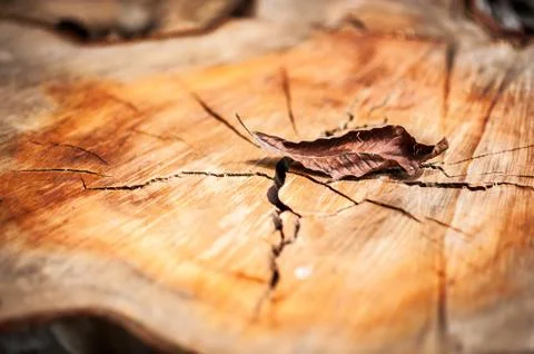 Nature Leaf die in soft light . Stock Photos