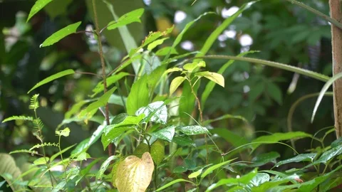 Nature leaf Stock Footage 124111848