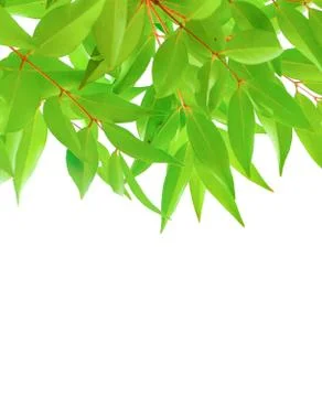 Nature leaf Stock Photos