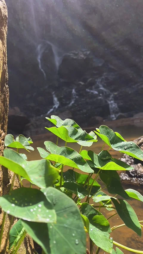 Nature, leaf, plant, tree, forest, water, leaves, summer, garden, spring Stock Footage 236935079