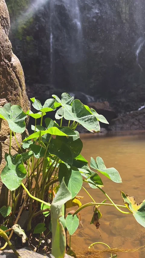 Nature, leaf, plant, tree, forest, water, leaves, summer, garden, spring, Stock Footage 236935098