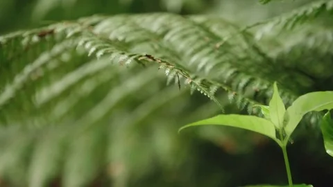 Nature Leaf Pull-focus to Ferns Stock Footage 84716490