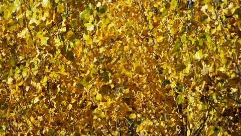 Nature, Leaf, Tree, Autumn, Close-Up, Lockdown, 20 Seconds Or Greater, Outdoors, Stock Footage 94052330