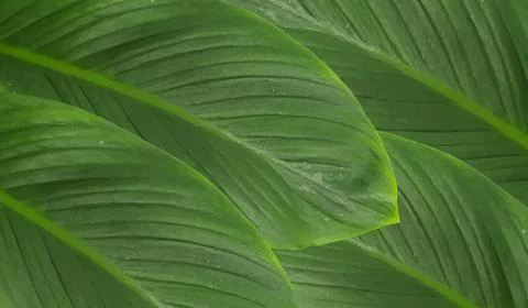 Nature leaves background Stock-Illustration