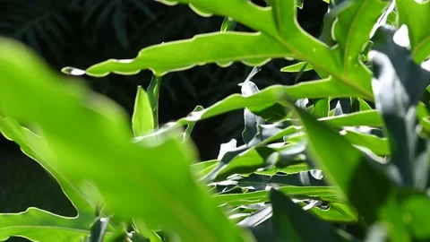 Nature leaves Stock Footage 310154992