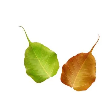 Nature leaves Stock Illustration
