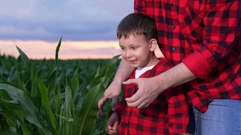 Nature lessons, Field walk at sunset, Family raised in nature, Caring family Stock Footage 312235702