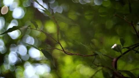 Nature light bokeh Stock Footage 138593505