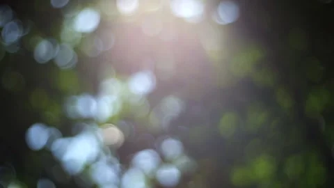 Nature light bokeh Stock Footage 138593518