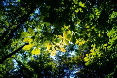 Nature light Stock Photos