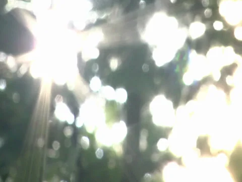 Nature Light Through Trees Vidéo 31552953