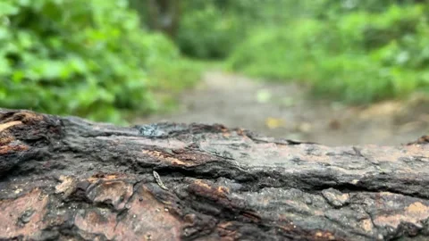 Nature Look-behind-the-log-2 Stock Footage 309374347