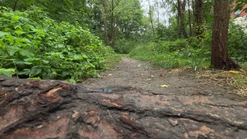 Nature Look-behind-the-log Stock Footage 309373144