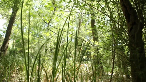 Nature Low Angle Fly Out Tracking Shot With flying Particles Stock Footage 38309108