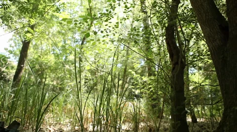 Nature Low Angle Fly In Tracking Shot Stock Footage 38302973
