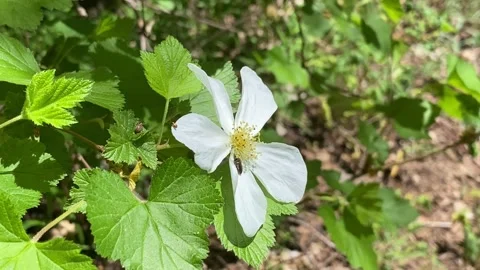 🌼 Nature Macro: Black Fly on Thimbleberry Flower Stock Footage 333143521