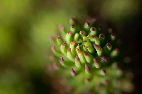 Nature  macro view Stock Photos