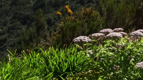 Nature in Madeira Видео 142129939