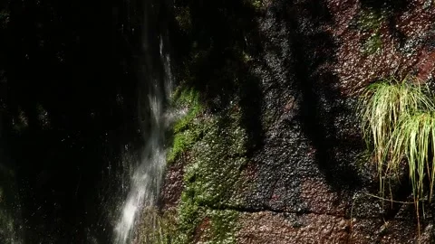 Nature of Madeira Видео 142130140