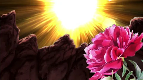 Nature, Magenta Rose Stock Footage 45953177