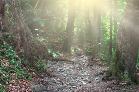 Nature magic forest with sunshine Stock Photos