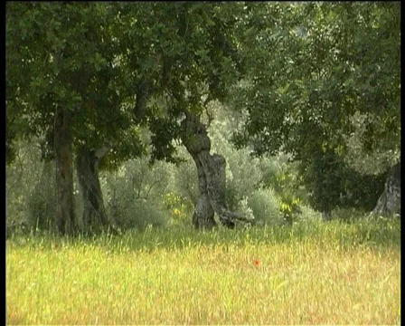 Nature in Majorca Video stock 119780
