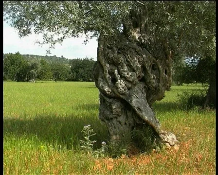 Nature in Majorca Video stock 119800
