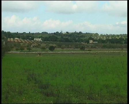 Nature in Majorca Stock Footage 119805