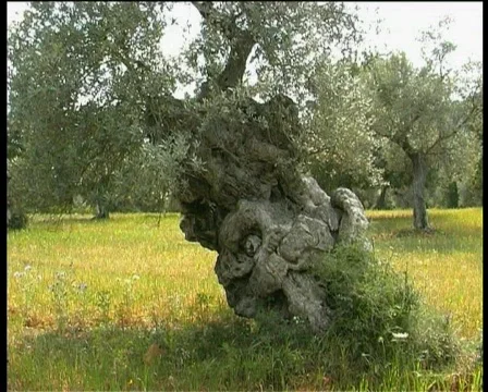 Nature in Majorca Stock Footage 123227